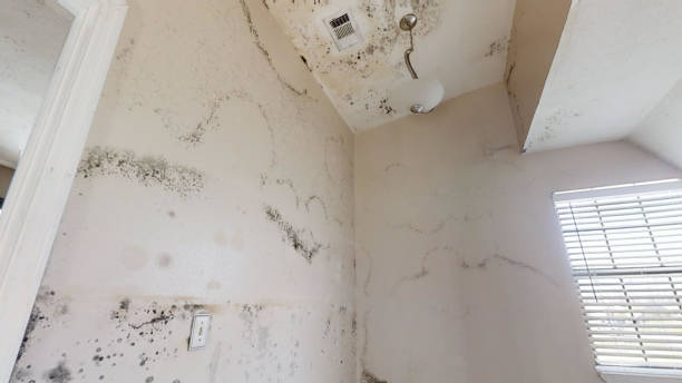 Best Air Quality Testing for Mold Spores  in Brea, CA