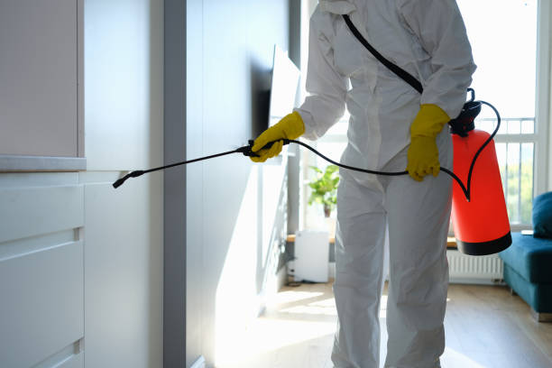 Best Black Mold Removal  in Brea, CA
