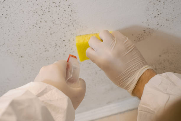 Biohazard Mold Removal in Brea, CA