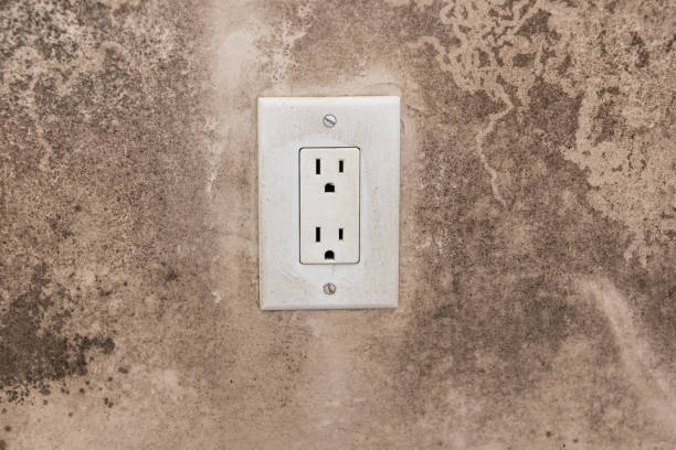 Environmental Consulting for Mold Prevention in Brea, CA