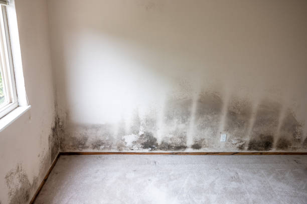 Dehumidification Services in Brea, CA