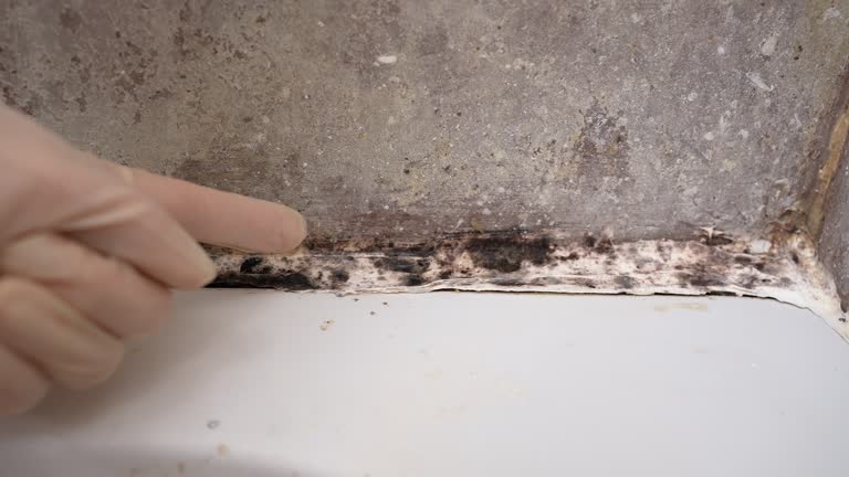 Best Mold-Related Health Consultation  in Brea, CA